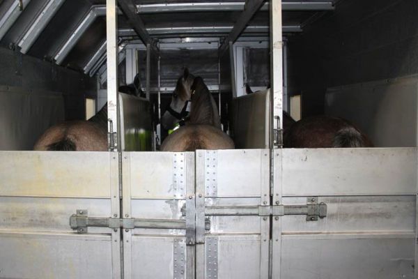 air-transport-horses-in-container-01.jpg