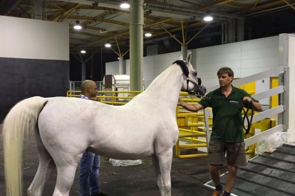 air-transport-horses-in-container-04.jpg